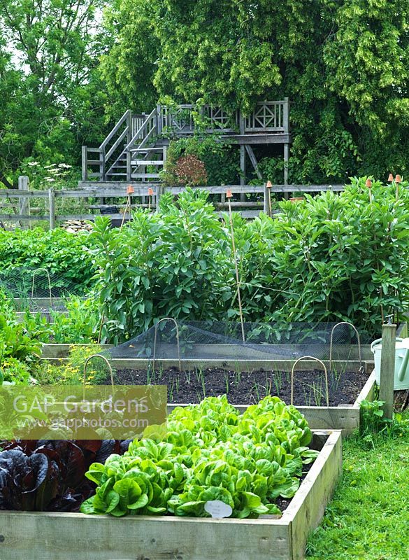 Raised beds contain lettuce and broad beans in a productive country garden.