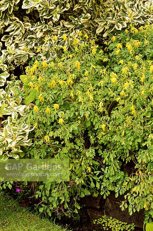 Corydalis lutea and Euonymus fortunei 'Silver Queen' growing in low dry stone wall, July