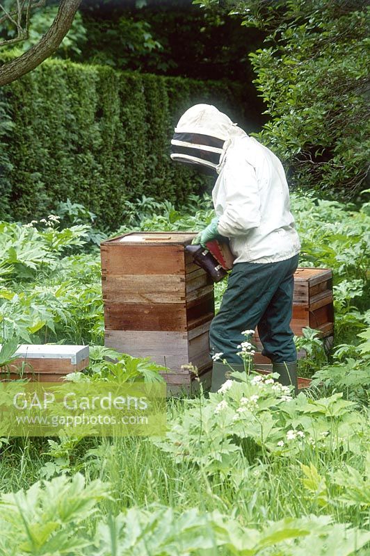 Person tending a beehive at Cambridge Botanic Gardens 