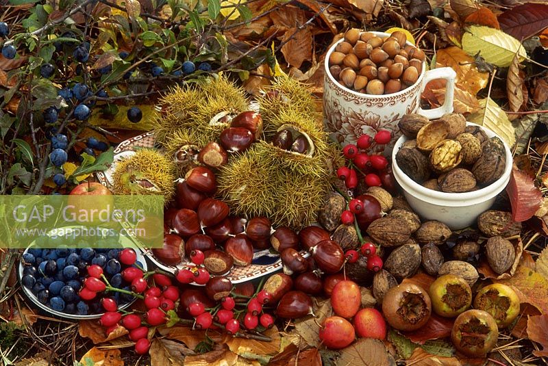 Woodland harvest with sweet chestnut, walnut, hazel, medlar, sloes, rosehip, crabapple. 