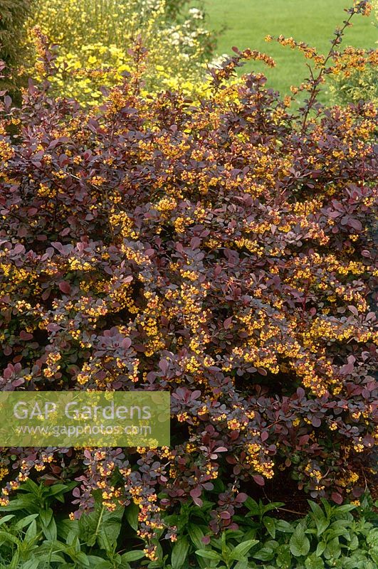 Berberis x ottawensis 'Silver Miles', flowering in May at Dingle plants and gardens