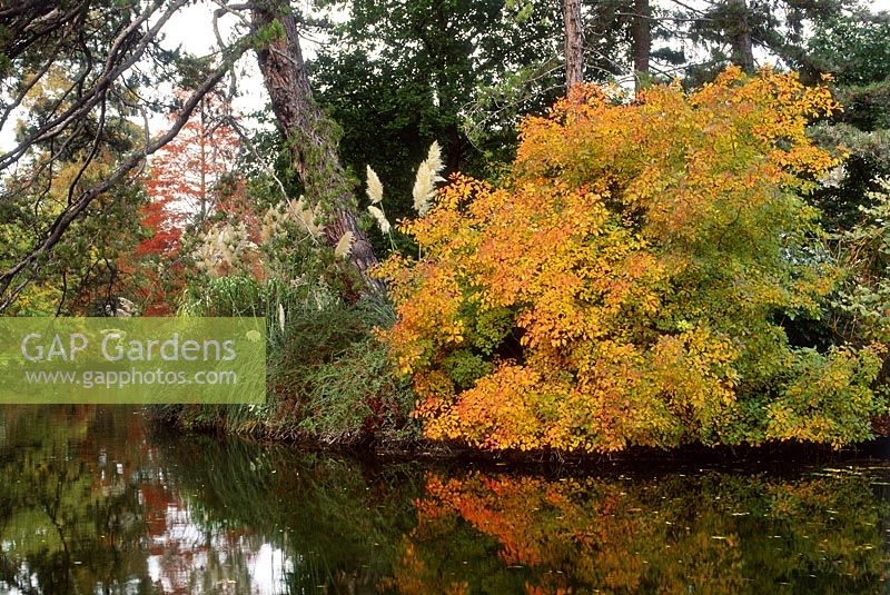 Cotinus coggygria flame growing on edge of pond with autumn colours in november cambridge botanic garden