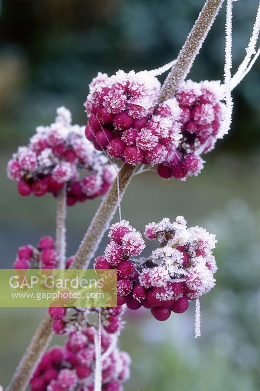 Callicarpa Bodinieri 'Profusion', close up of frosted berries in December