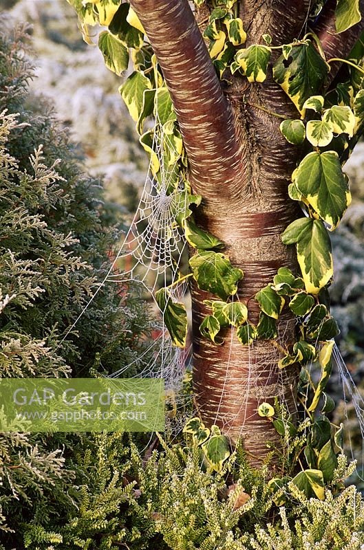Hedera colchica 'Dentata Variegata' growing on trunk of Prunus davidiana 'Alba' with frosted spider webs in December