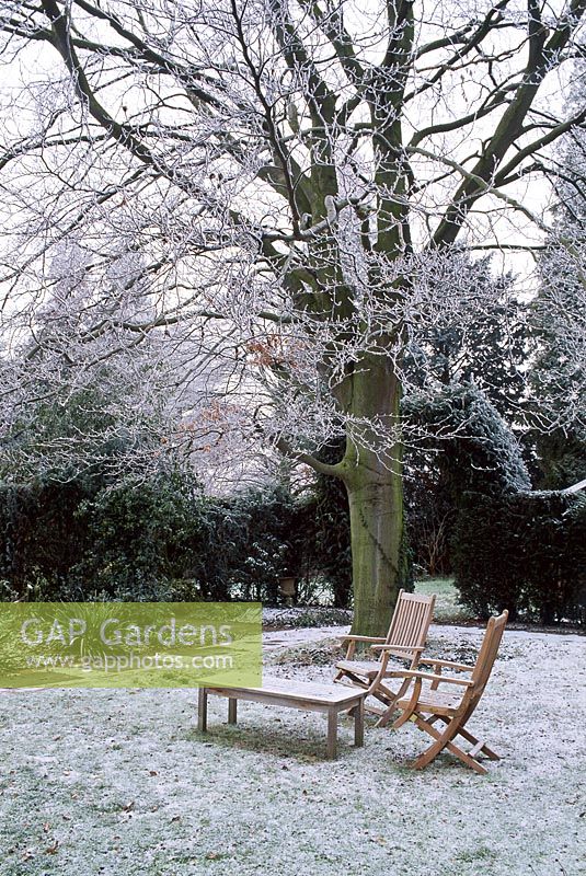 Frosty garden with wooden table and chairs beneath fagus - beech tree on lawn, december 