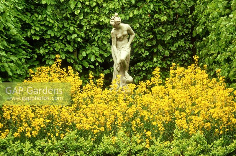 Classical female statue with erysimum around base, against fagus hedge, Ness botanic gardens