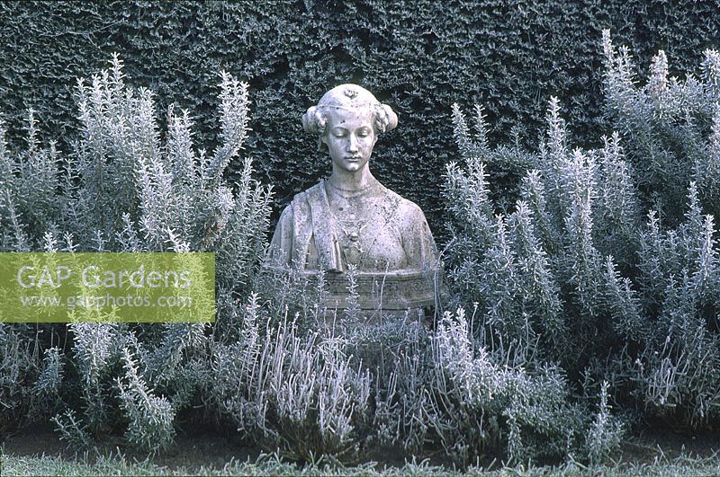 Bust of woman's head, between rosemary with frost in December