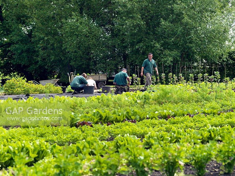Planting for the new season's harvest in the walled kitchen garden at Le Manoir.