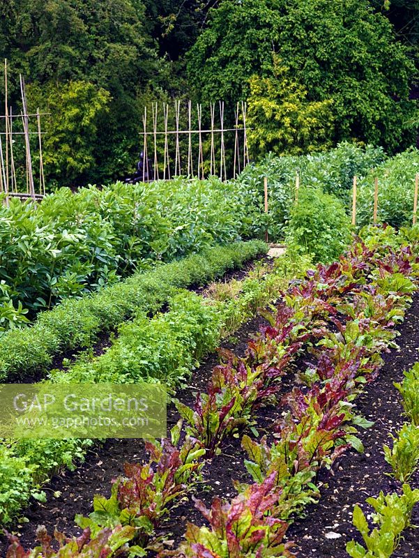 Rows of beetroot, bean and carrot. The two-acre, organic, walled kitchen garden at Le Manoir aux Quat'Saisons, conceived by celebrity chef, Raymond Blanc.