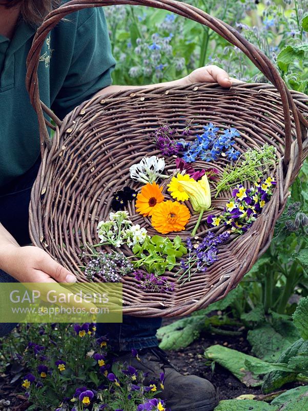 Jo Campbell with a basket of freshly picked edible flowers to include borage, marigold, courgette, thyme, lavender