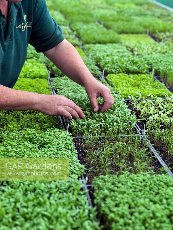 Anne Marie Owens, head gardener, picking some of the micro-herbs and vegetables grown to add interesting flavours to dishes.