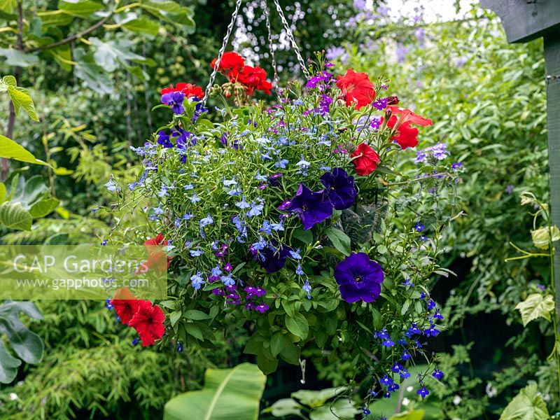 A hanging basket planted with annual Petunia, Lobelia and Pelargonium. Hanging baskets are useful in a confined space with limited floor area for beds and borders.