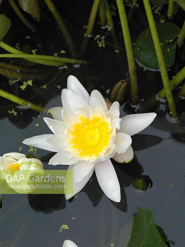 Nymphaea alba, a hardy aquatic plant with large white flowers 