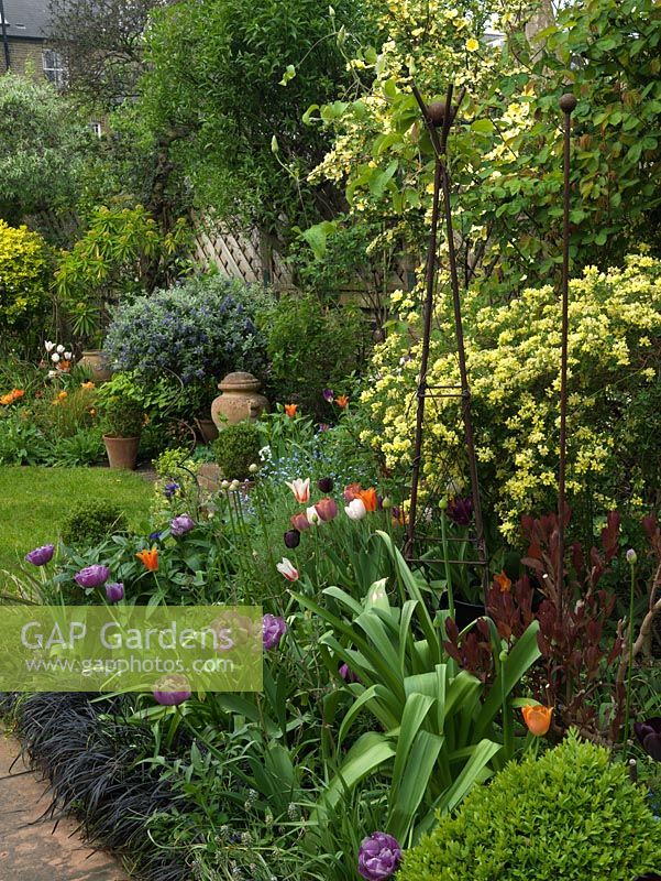 Mixed spring border with Tulipa 'Curly Sue', 'Marilyn', 'Blue Diamond', 'Florosa', 'Malaika', 'Maureen'. Bed lined with black grass. 18m x 7m walled London garden. 