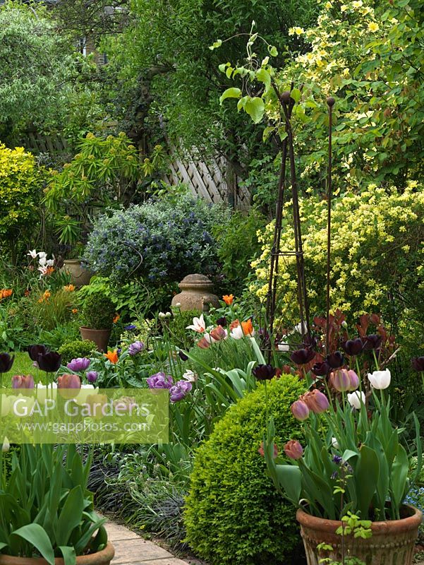Mixed spring border and containers filled with Tulipa 'Curly Sue', 'Marilyn', 'Blue Diamond', 'Florosa', 'Malaika', 'Maureen' -  18m x 7m walled London garden. 