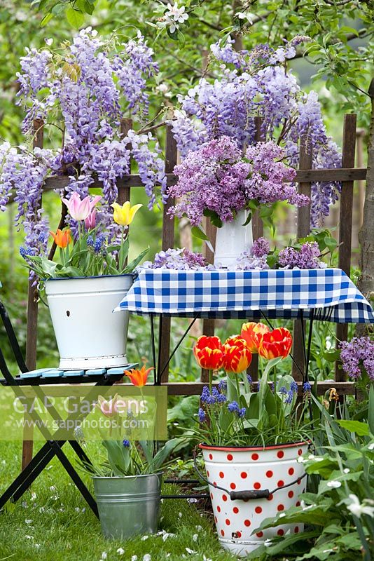 Outdoor spring display. Buckets and pots of planted tulips and jug of Syringa. Wisteria climbing against wooden fence.