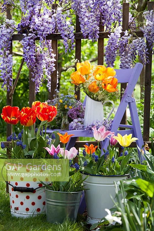 Outdoor spring display - tulips, muscari, buttercups, forget me nots. Wisteria climbing against wooden fence.