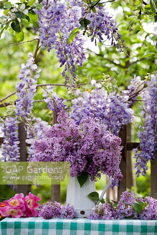 Outdoor spring display - Syringa in jug. Flowering Wisteria.
