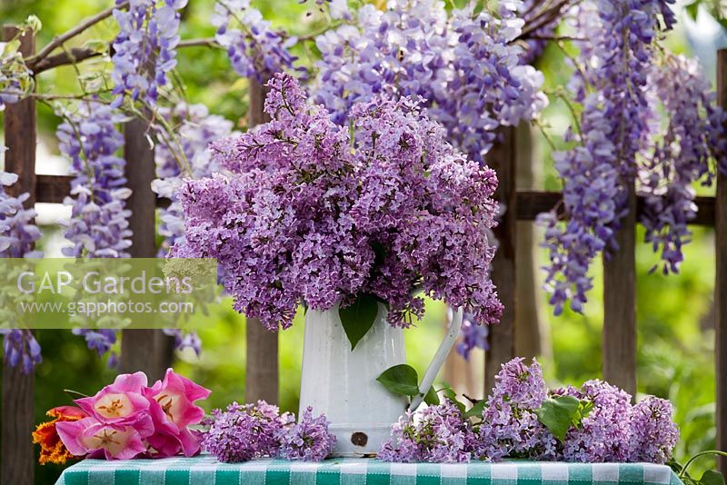 Outdoor spring display - Syringa in jug. Flowering Wisteria.