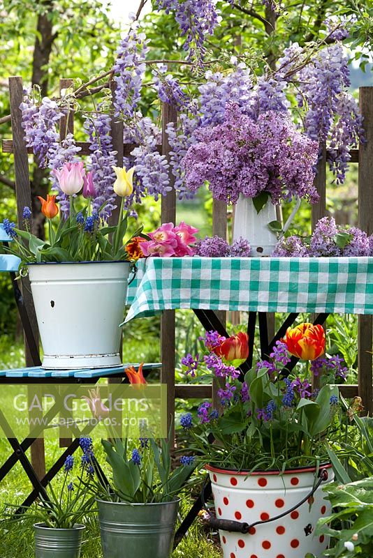 Outdoor spring display. Syringa in jug. Flowering Wisteria. Tulips and muscari in pots and buckets.