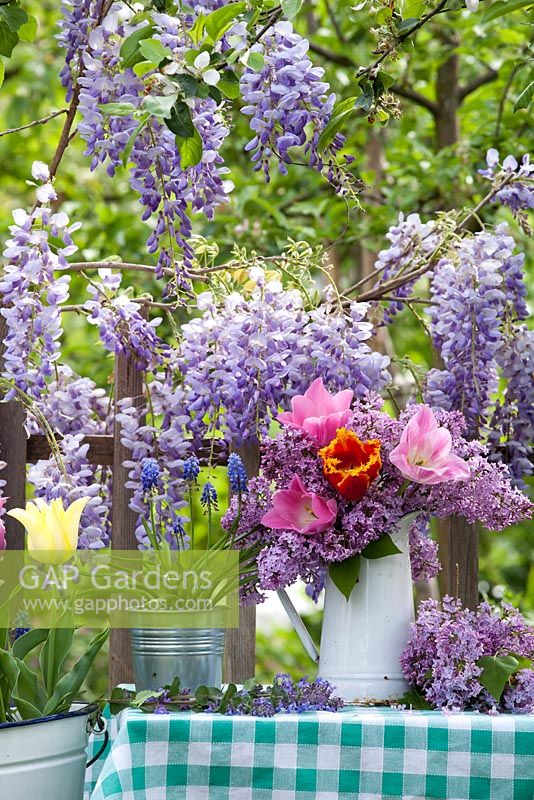 Outdoor spring display. Flowering Wisteria. Jug of tulips and syringa. Tulips and muscari in buckets.