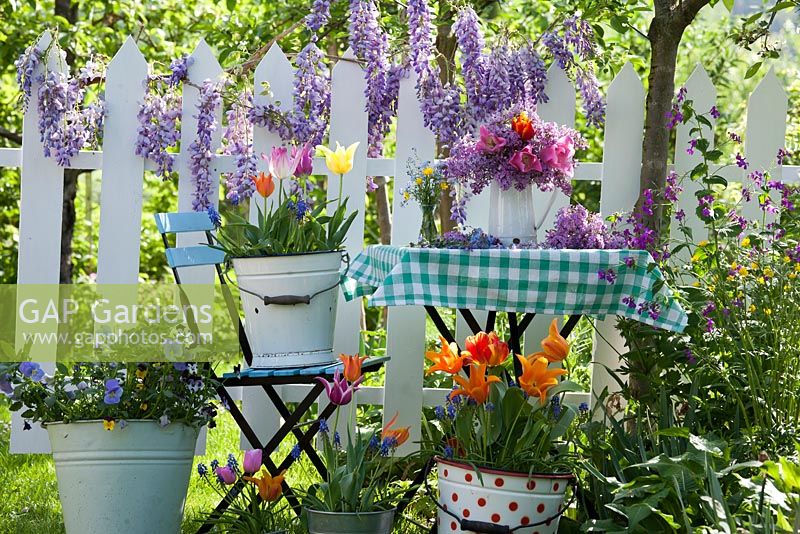 Outdoor spring display. Flowering Wisteria. Jug of tulips and syringa. Tulips, violas and muscari in buckets.