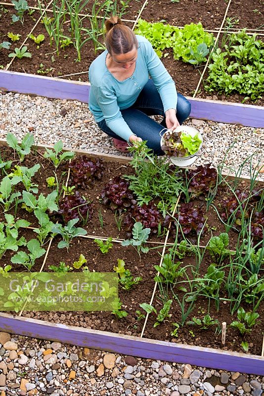 Woman harvesting green leaves of Eruca sativa. Raised bed with salads, beetroots,  onions, celery and broccoli.