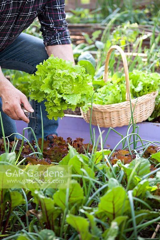 Man harvesting green lettuce Lactuca 'Laibach ice salad'. Raised bed with onions, beetroots
