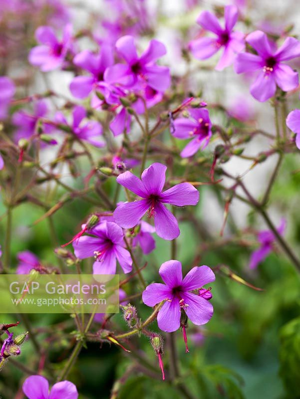 Geranium 'Maderense' an evergreen perennial with bright green leaves and tall stalks of tiny magenta flowers in summer.