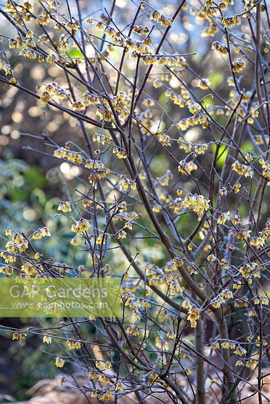Chimonanthus praecox, Wintersweet. Shrub, January.