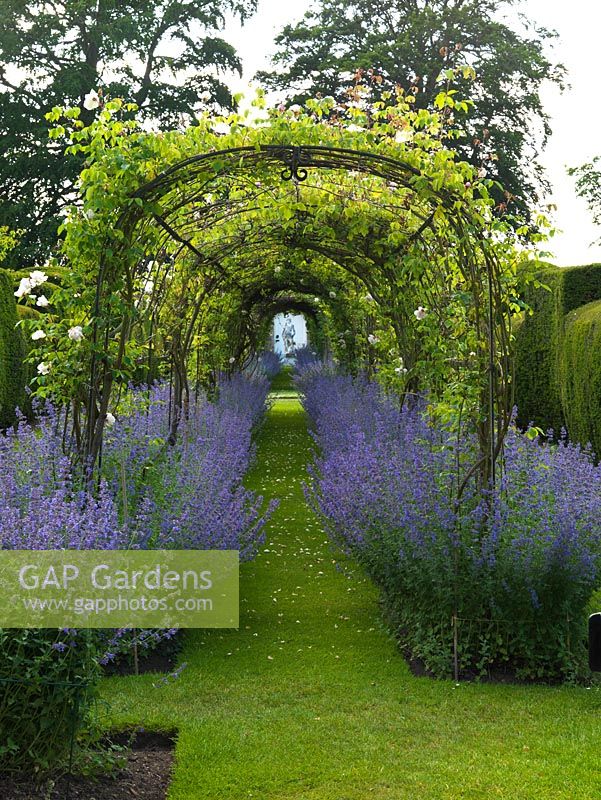 Long tunnel swathed in Rosa 'Madame Alfred Carriere', at its feet blue Nepeta 'Six Hills Giant' - catmint.