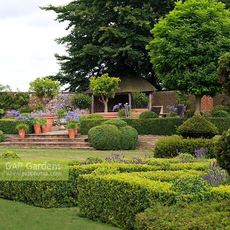 Box parterres, filled with lavender, amongst huge yew topiary pieces created over 20 years. Raised terrace with pots of agapanthus and citrus fruits. 