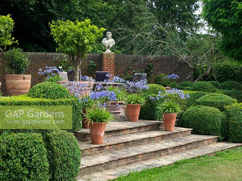 Raised terrace with pots of agapanthus and citrus fruits. Large box topiary and hedges.