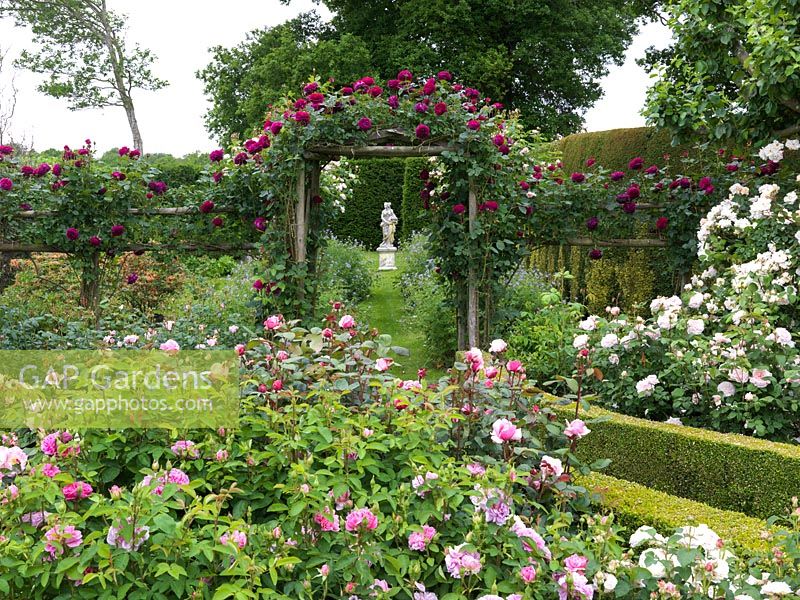 Shrub Rose Garden leading to Spring Garden under arch clad in Rosa Falstaff. Seen over roses The Countryman, Mary Magdalene, Miss Alice, Brother Cadfael, Jaques Cartier.