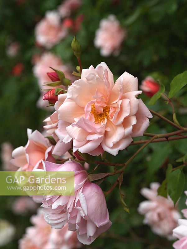 Rosa 'Albertine', a strongly scented climbing rose 