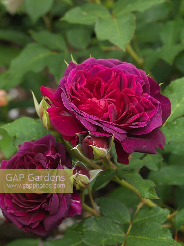 Rosa L. D. Braithwaite, a dark red modern shrub rose with large, rich dark crimson, double flowers with a pleasing scent.