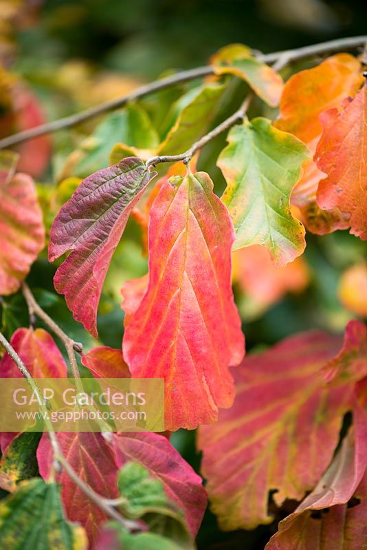 Parrotia persica, Persian ironwood, a dense, spreading short tree with rich green leaves that turn yellow, orange and red in autumn. Deciduous.