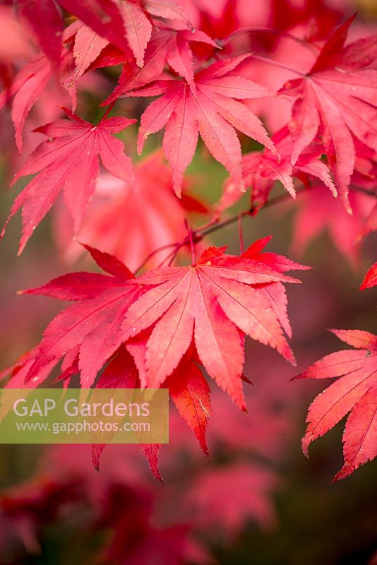 Acer palmatum, Japanese maple, red with autumn tints.