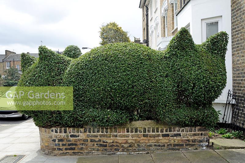 Cat topiary cut from Privet by Tim Bushe around a front garden in Highbury, London Borough of Islington.