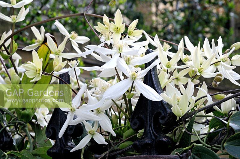 Clematis armandii entwined around cast iron spiked railings