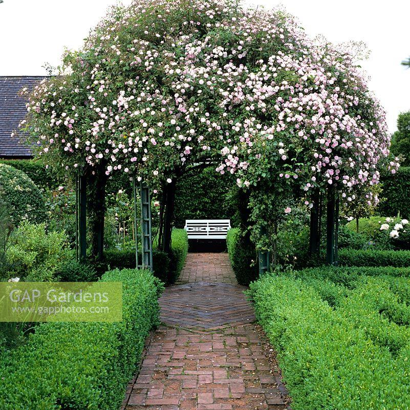 Reclaimed brick path edged in clipped box hedges leads beneath arbour with Rosa Pauls Himalayan Musk to white bench in tranquil corner.