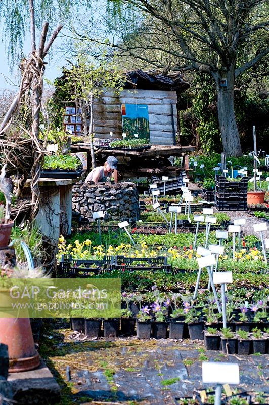 Person working in plant nursery, amongst pots of plants for sale