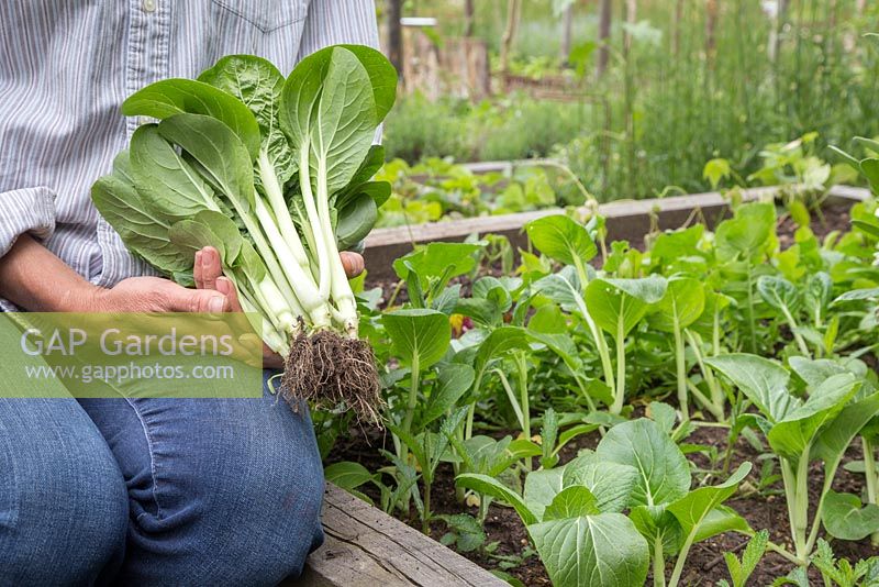 A woman holding a fresh harvest of Bok Choy syn. Pak Choi 'White Stem', beside a raised vegetable bed