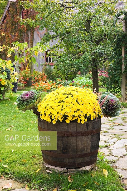 Wooden barrel planter with yellow Chrysanthemum 'Edwin Painter' and Brassica chidori - Ornamental Cabbage plants next to flagstone path and Pyrus tree in rustic backyard garden in autumn
