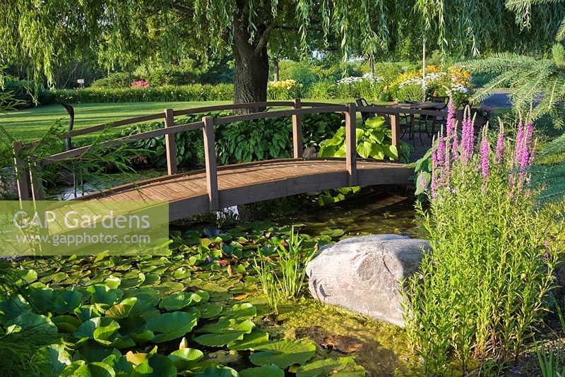 Salix - Weeping Willow tree and brown wooden footbridge over pond with Nymphaea and green Chlorophyta, Lythrum salicaria in front yard garden in summer
