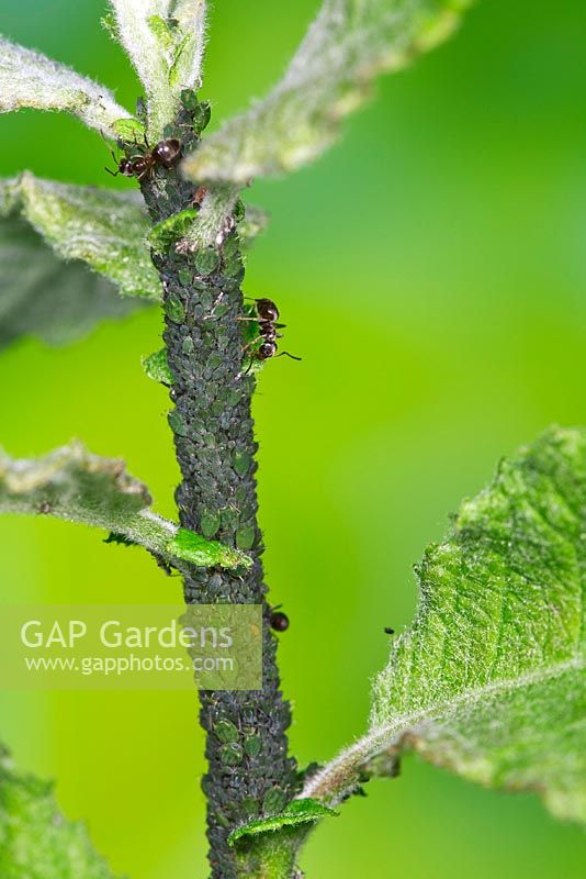 Apple-grass aphid on apple attended by ant - Rhopalosiphum oxyacanthae syn insertum. Sussex, UK