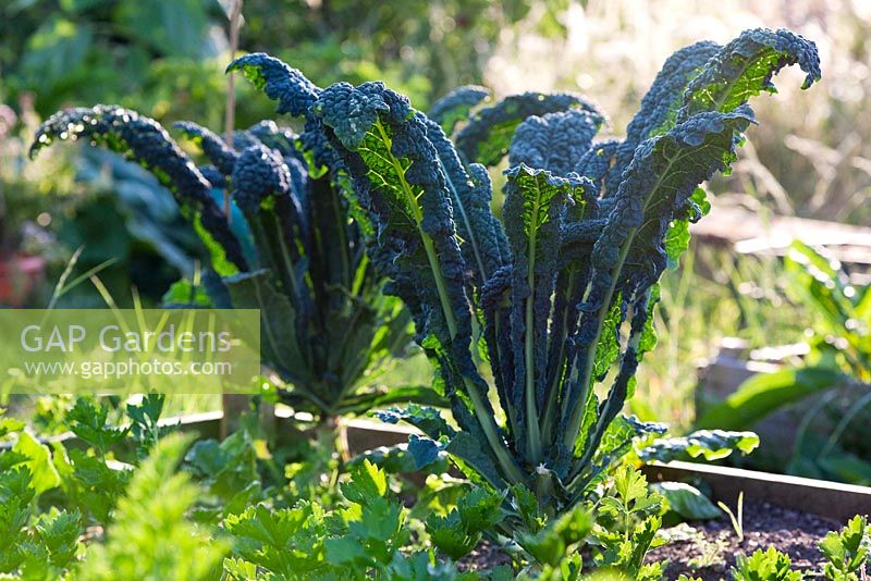 Cavolo Nero - Kale, growing in a raised bed in an allotment