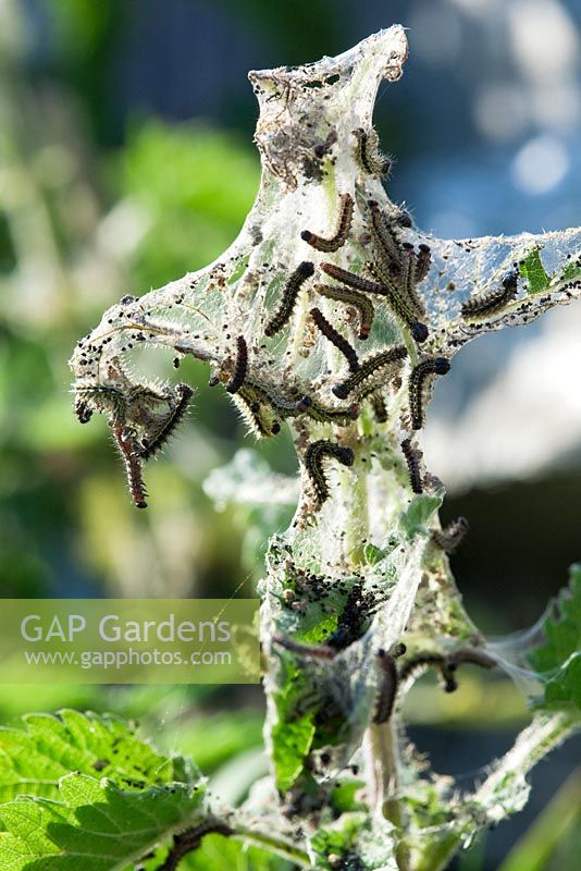 Small Tortoiseshell butterfly caterpillars - Aglais urticae, in communal web, larval tent on nettle