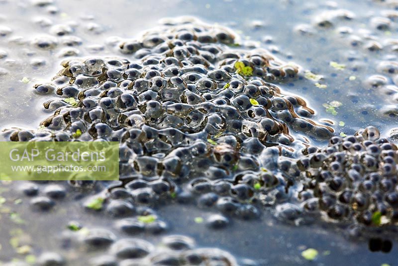 Common frog spawn of Rana temporaria, freshly laid