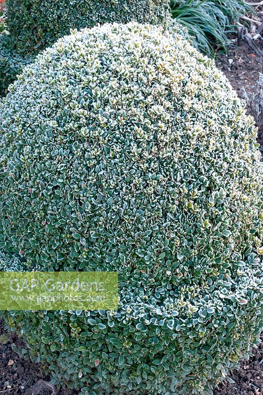 Frosty acorn topiary at Helmingham Hall, Suffolk